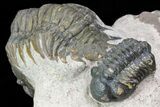 Crotalocephalina & Reedops Trilobite Association - Atchana #75574-5